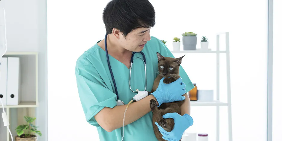 Veterinario cargando a un michi. Consulta al profesional la cantidad de snacks adecuada para tus gatos.