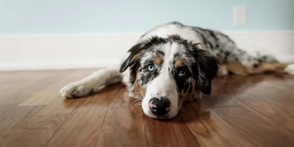 Si tu mascota presenta molestias en sus riñones, considera darle alimento renal para perro. Pastor australiano en el suelo.