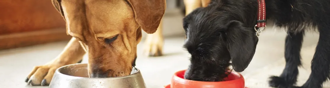 Dos canes alimentándose juntos de su dieta blanda para perros