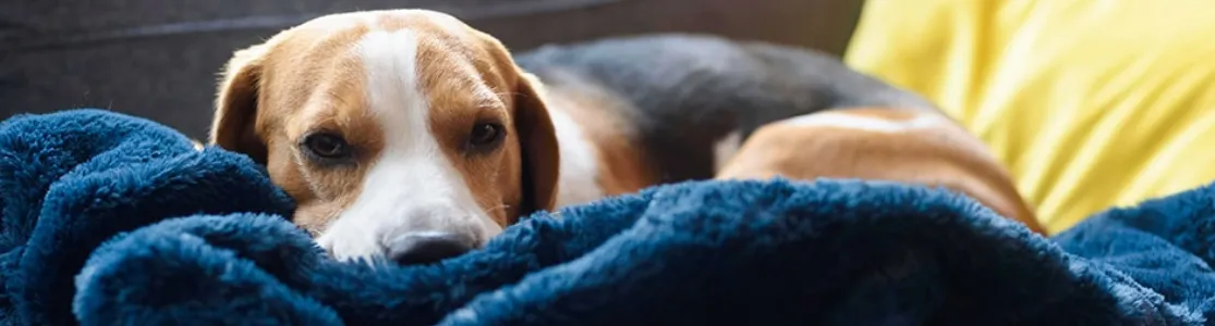 Beagle indispuesto, acostado sobre su colcha azul. Estreñimiento en perros.