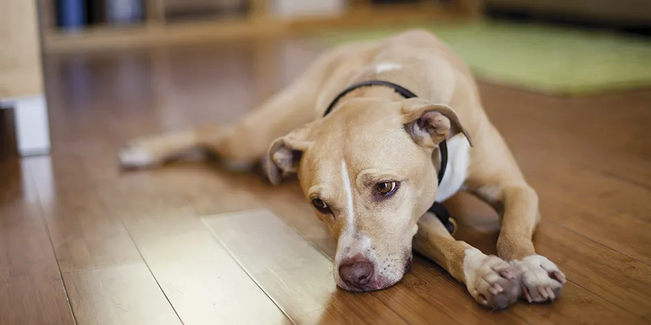 Fibra insuficiente para los perros puede causar estreñimiento y por ende, incomodidad. Perro en el suelo.