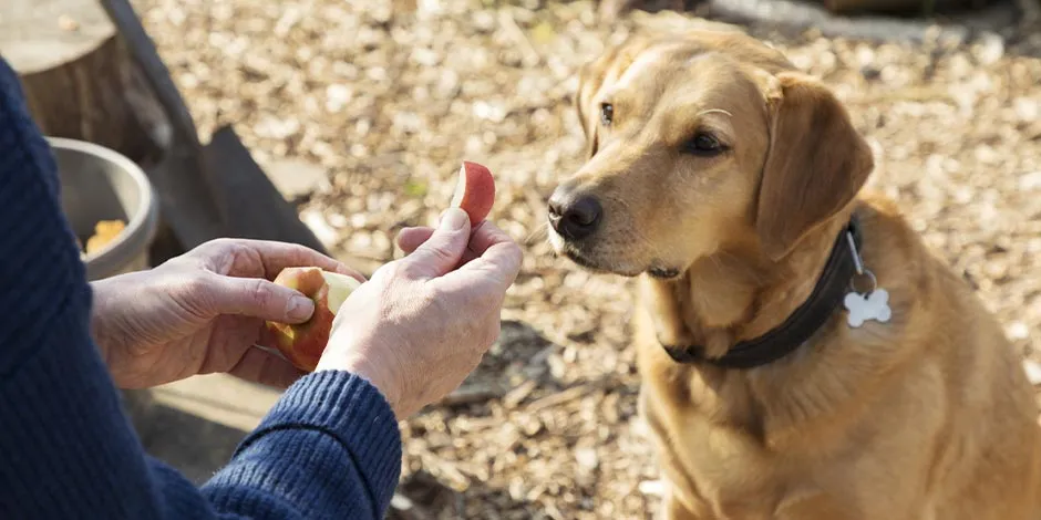 Algunas frutas contienen fibra y son buenas para los perros, como esta manzana que le ofrecen a este can.