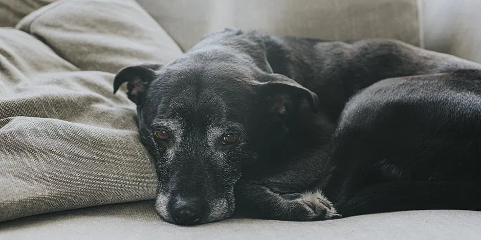 La fibra puede mejorar en gran manera la calidad de vida para los perros senior, como el de la imagen.