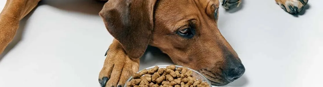 Perro marrón sin apetito junto a su plato de comida. Mi perro no quiere comer