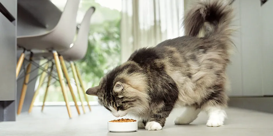 Una correcta nutrición es clave para el bienestar del pelo de un gato. Michi comiendo.