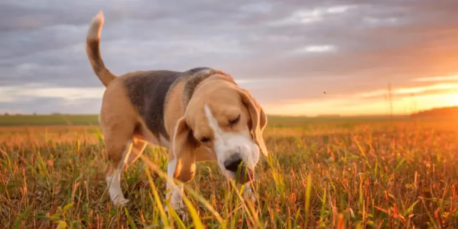 ¿Por qué los perros comen pasto? Conoce el motivo por el que este Beagle en una pradera lo hace.