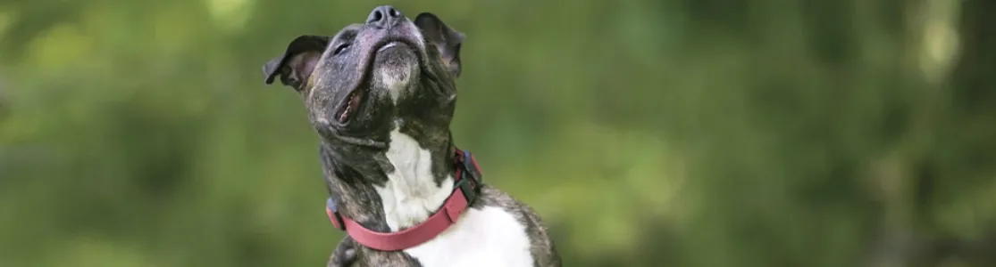 La comezón podría tomarse como síntoma de problemas de piel en perros. Can rascándose.