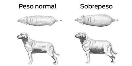 Comparativa de un perro que está en su peso ideal y uno con sobrepeso. Mira qué comen los perros senior.