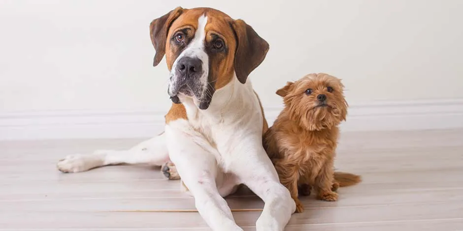 El sistema digestivo del perro variará sus dimensiones, según la raza. Yorkshire y bóxer sentados.